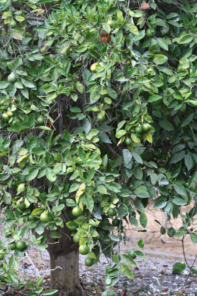            Habit (Riverside, CA)   